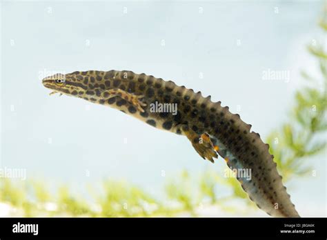 Newt life cycle hi-res stock photography and images - Alamy