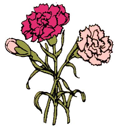 Free Carnation Flower Cliparts, Download Free Carnation Flower Cliparts png images, Free ...