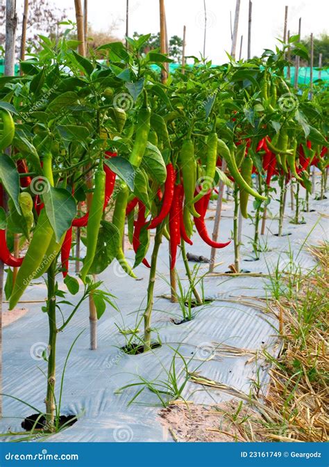 Red chilli pepper plant stock image. Image of leaves - 23161749