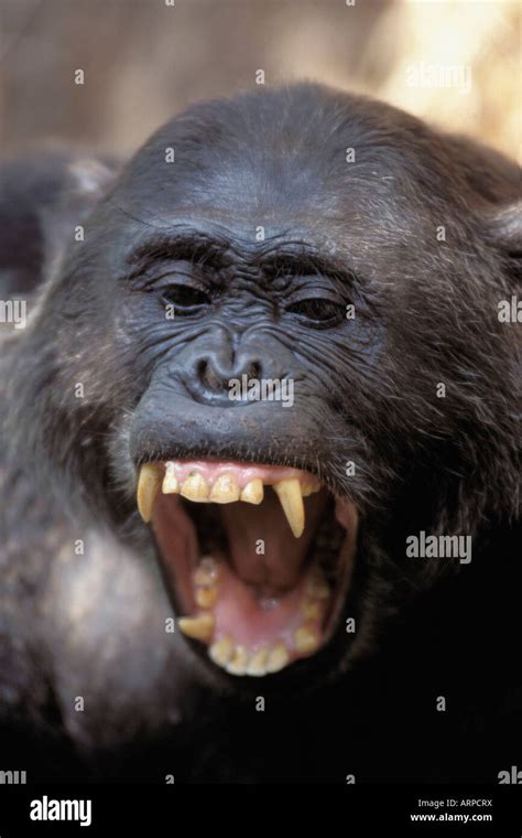 Chimpanzee teeth hi-res stock photography and images - Alamy