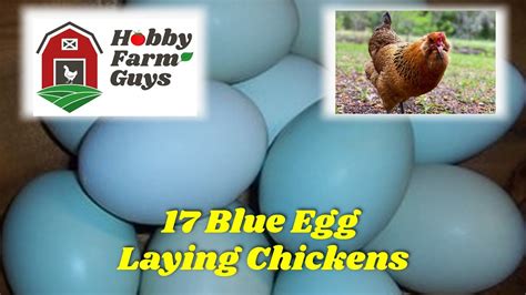 All About Blue Egg Layers + 17 Blue Egg Laying Chickens! - YouTube