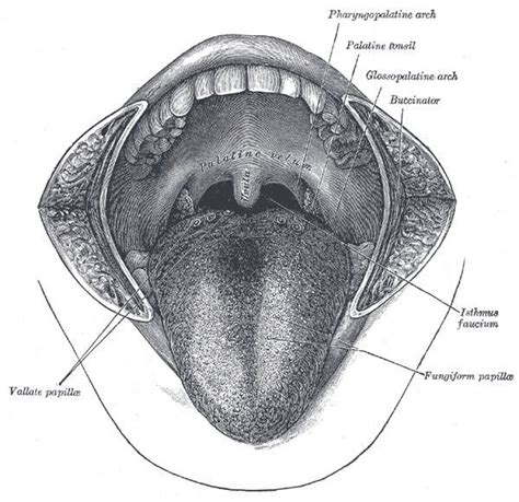 Palatoglossus muscle - Alchetron, The Free Social Encyclopedia