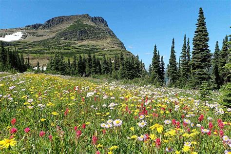 10 Best U.S. National Parks to Visit During Wildflower Season