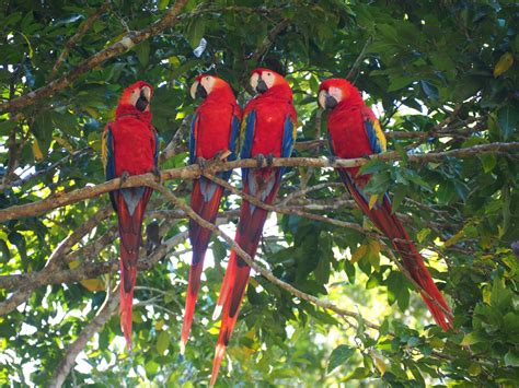 9 x things to do in Copán, Honduras - Tiny Travelogue