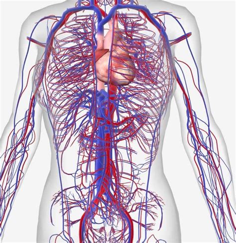 15 circulatory system diseases: Symptoms and risk factors