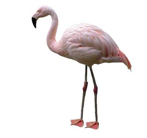 Pink flamingo Free Photo Download | FreeImages