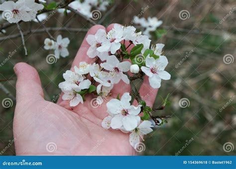 White Flowers of the Fruit Tree Stock Photo - Image of fruit, freshness: 154369618