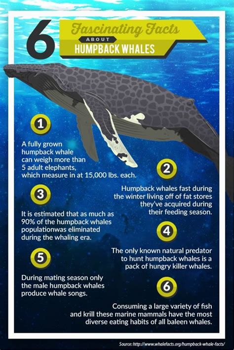 6 Fascinating facts about humpback whales | Whale facts, Humpback whale facts, Biology projects