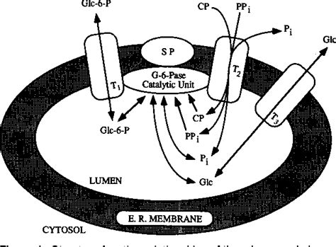 Figure 1 from Recent Advances in Hepatic Glucose 6-Phosphatase ...