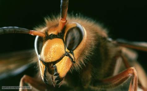 European Hornet Sting Treatment: European Hornet Sting Treatment