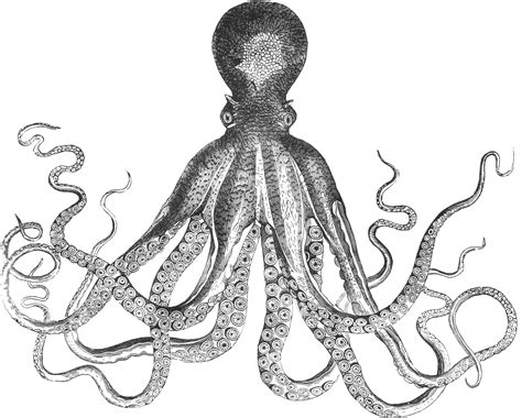 Octopus clipart wiring, Picture #1771268 octopus clipart wiring