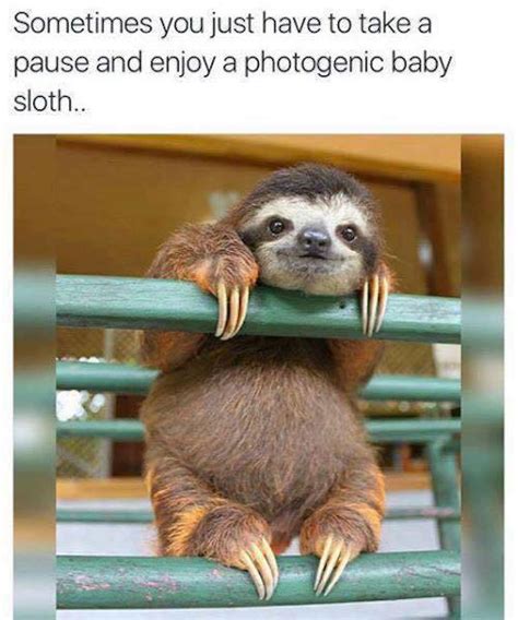 baby sloth | Tumblr