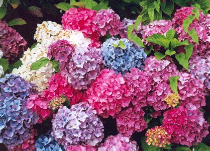 Why Hydrangeas Are Different Colors! :: Interior Office Plants