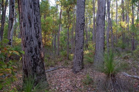 Jarrah (Eucalyptus marginata) – Honkey Nuts