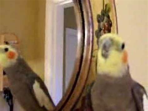 Pretty Bird Whistling - YouTube