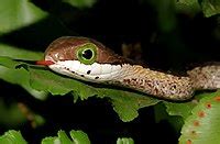 Boomslang - Wikipedia