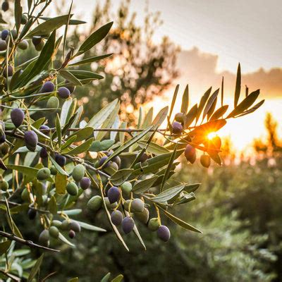 Trees - Texas Olive Tree Varieties | Texas Hill Country Olive Co.