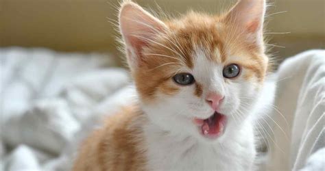 Why Is My Cat Panting? (Do Cats Pant and Should I be Worried?) - We ...