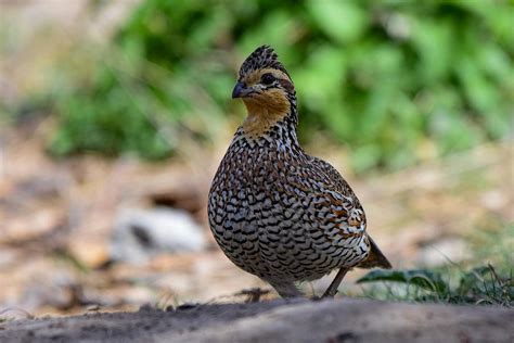 Female Quail Photograph by Dwight Eddington - Pixels