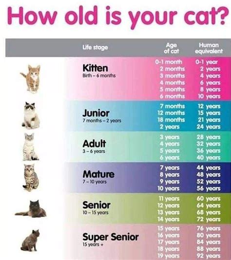 Pin by Sydney Thayer on Animals | Cat years, Cat age chart, Cat ages