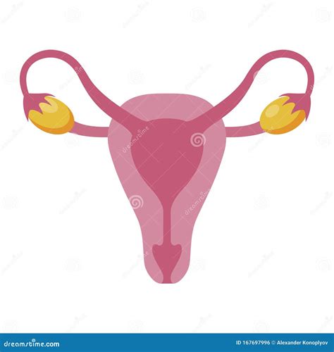 Female Ovary, Woman Reproductive Organ Anatomy System Stock Vector - Illustration of ache ...