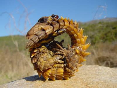 Offbeat is Beat: Armadillo Lizard - Popular Dragon Pet