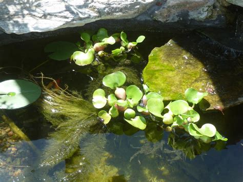 Eichhornia crassipes - Water Hyacinth (Bare Root) – Play It Koi