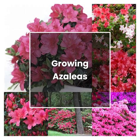 How to Grow Growing Azaleas - Plant Care & Tips | NorwichGardener