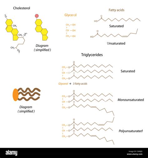 Structure Of A Triglyceride Molecule Diagram Triglyceride Tr