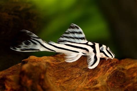 Zebra Pleco Care: Size, Price, Tank Mates… - Everything Fishkeeping