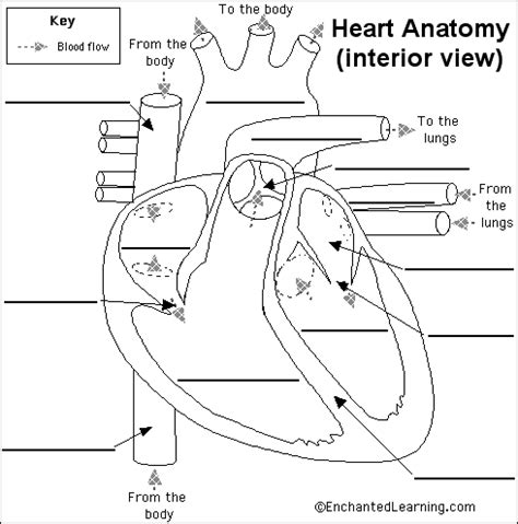 Label Heart Anatomy Diagram Printout - EnchantedLearning.com