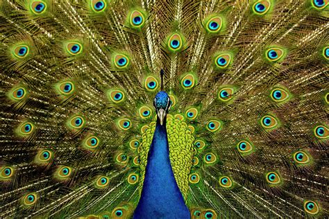 Male Peacock Displaying His Ocellated Tail Feathers Photograph by Paul ...