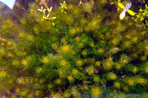 Stoneworts- algae of coastal lagoons - Scotlandguides