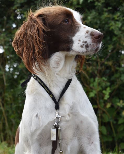 Springer Spaniel Training Gallery - Tessleymoor Gundogs