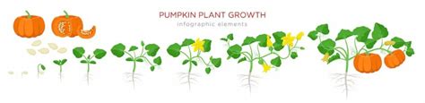 Pumpkin Growth Stages – A Guide For Gardeners