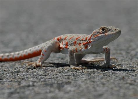 Lizards of Nevada's Valley of Fire