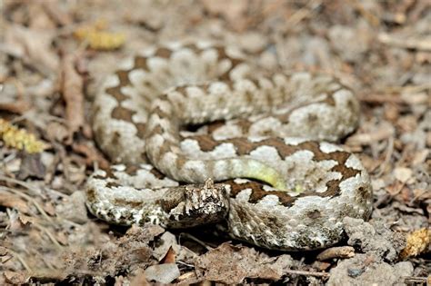 Spot the Camouflaged Snakes in These Pictures | Reader’s Digest