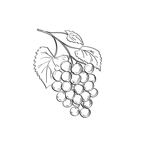 Fruit of Muscadine Grapes or Vitis Rotundifolia a Grapevine Species Line Art Drawing Black and ...