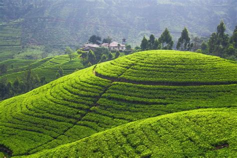 Tea plantation wallpaper | nature and landscape | Wallpaper Better