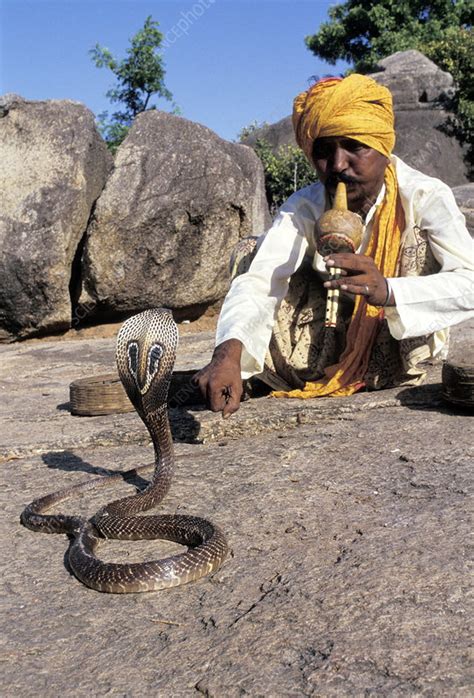 Snake charmer - Stock Image - Z785/0161 - Science Photo Library