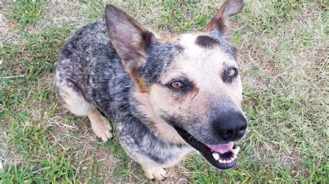 The Catahoula Australian Cattle Dog Mix (AKA Catahoula Blue Heeler)