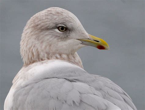 Iceland Gull