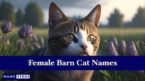 Barn Cat Names: 250+ Best Funny Names For Your Barn Cats