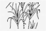Sugar Cane Coloring Pages sketch template