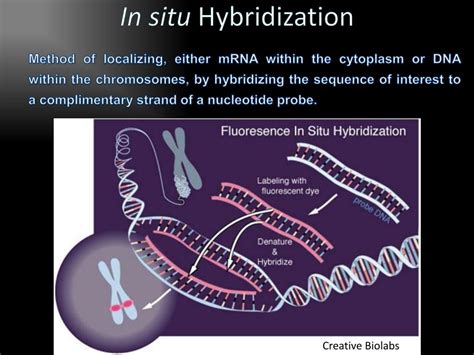 PPT - In Situ Hybridization PowerPoint Presentation, free download - ID:6667708