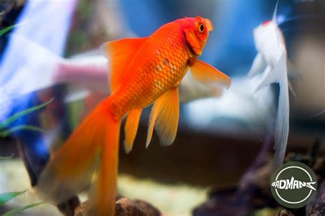 Fantail Goldfish: The Complete Care And Breeding Guide