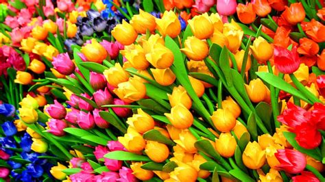 Desktop Wallpaper Tulips Colorful Flowers, Hd Image, Picture, Background, Dwspxy