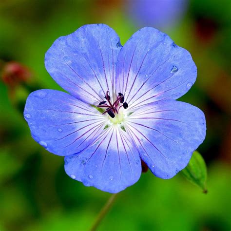 Geranium (Perennial) Johnsons' Blue – Easy To Grow Bulbs