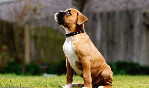 Boxer Puppy Wallpaper Desktop HD | All Puppies Pictures and Wallpapers | Boxer puppies, Boxer ...