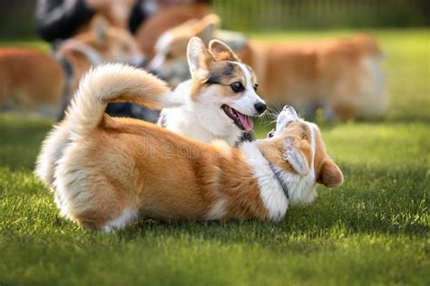 Two Happy Corgi Dogs Playing Outdoors on Grass Stock Image - Image of breed, nature: 248192859